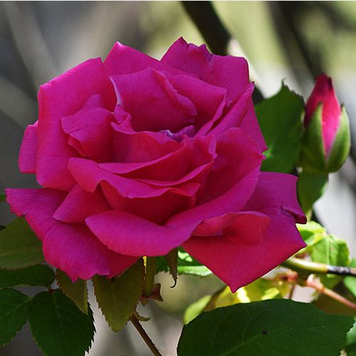 Gärtnerei - Rosa Zéphirine Drouhin - rosa - kletterrosen - stark duftend - Bizot - Diese wiederblühende Bourbon-Rose heißt auch dornenlose Rose, weil ihre bordeaux-lila Triebe so gut wie keine Dornen haben.